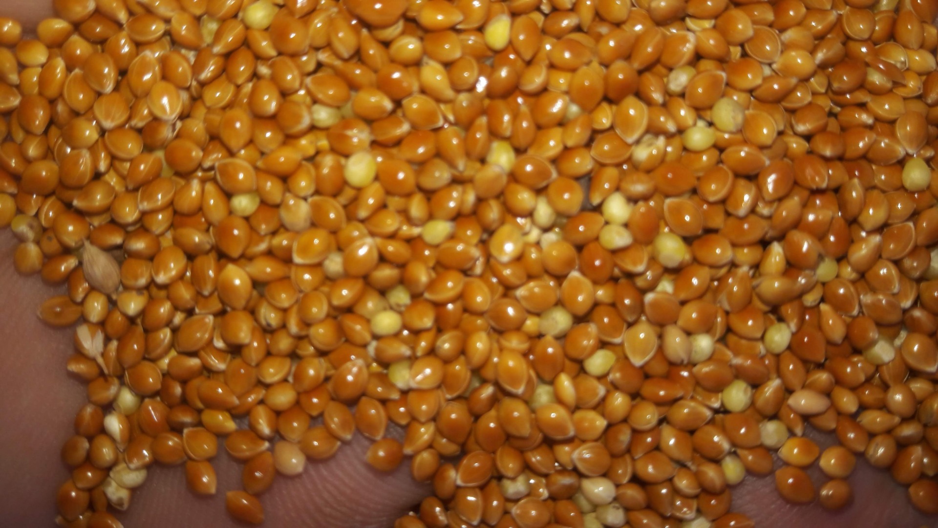 Mijo amarillo 100 toneladas y rojo 50 toneladas en sacos de 25 kg