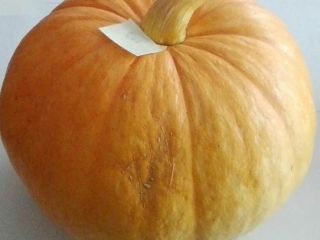 Hola, en la temporada de 2021 tendré una calabaza