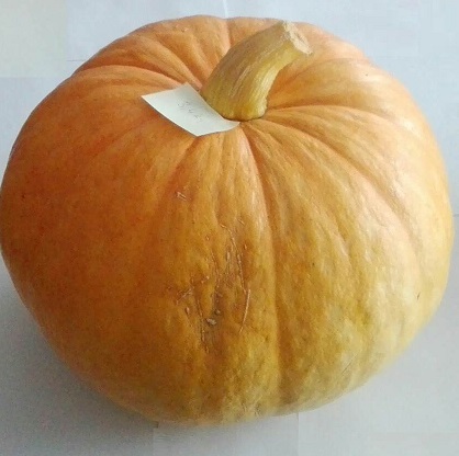 Hola, en la temporada de 2021 tendré una calabaza (Bambino / Giant) en cantidades de 1-5t
