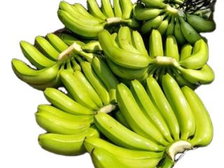 Suministros de banano: proveedores mayoristas El banano es uno