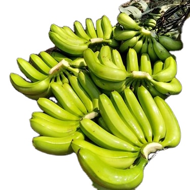 Suministros de banano: proveedores mayoristas El banano es uno de esos pocos productos que los consumidores disfrutan comiendo en todo el mundo