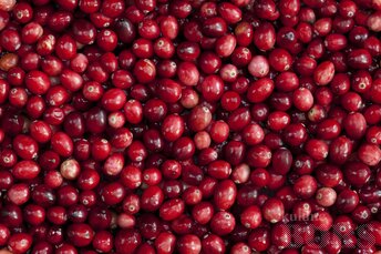 Arándano congelado a la venta por cooperativa agrícola