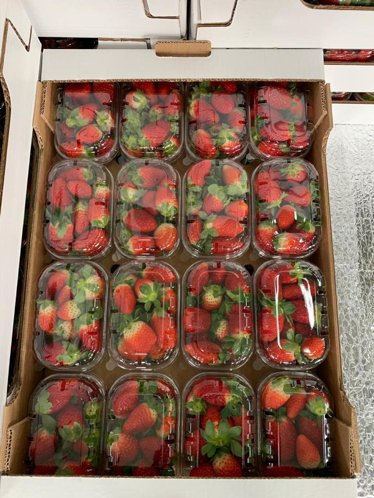 ¡¡Comenzaron las ventas de fresas !! ¡Han comenzado las ventas de fresas! Embalaje según sus necesidades: cartón, plástico, madera