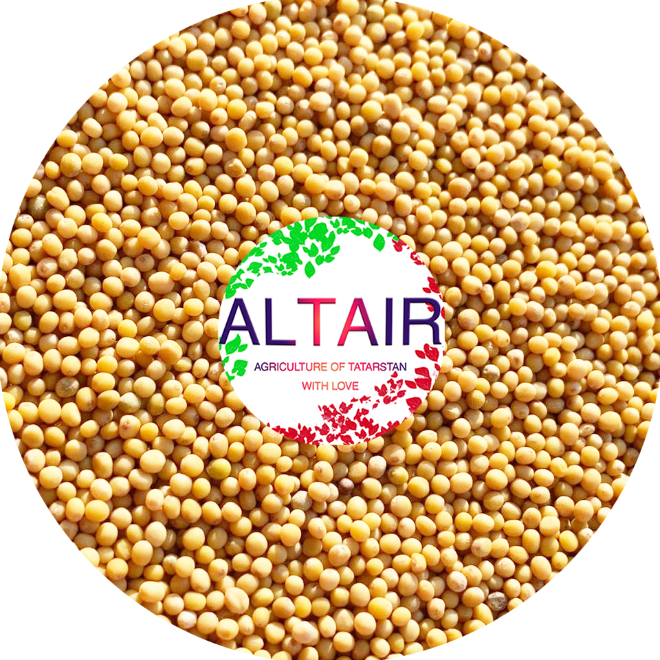 Mostaza blanca y amarilla ---------------------------------- +7 (917) 934-84-61 (Whatsapp , Telegram, Viber) @altairseeds (instagram)