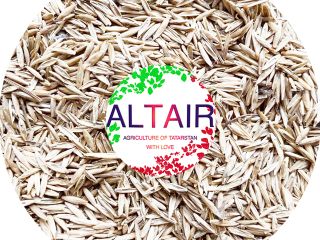 Festuca pratense ---------------------------------- +7 (917) 934-84-61 (Whatsapp, Telegram ,