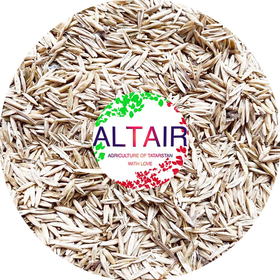 Festuca pratense ---------------------------------- +7 (917) 934-84-61 (Whatsapp, Telegram , Viber) @altairseeds (instagram)