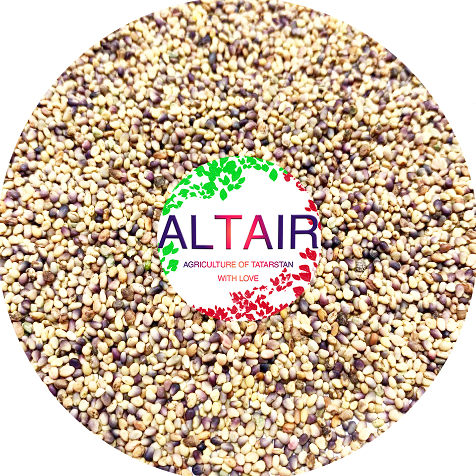 Trifolium Pratense ---------------------------------- +7 (917) 934-84-61 (Whatsapp, Telegram , Viber) @altairseeds (instagram)