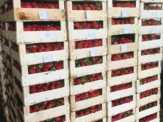 Las fresas frescas de pavo están listas para su