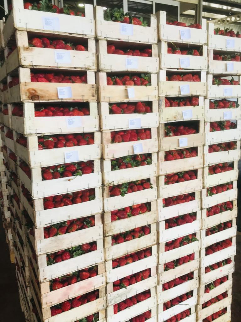Las fresas frescas de pavo están listas para su envío