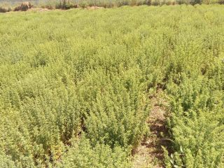 Podemos entregar el cultivo de orégano griego (Origanum Vulgare