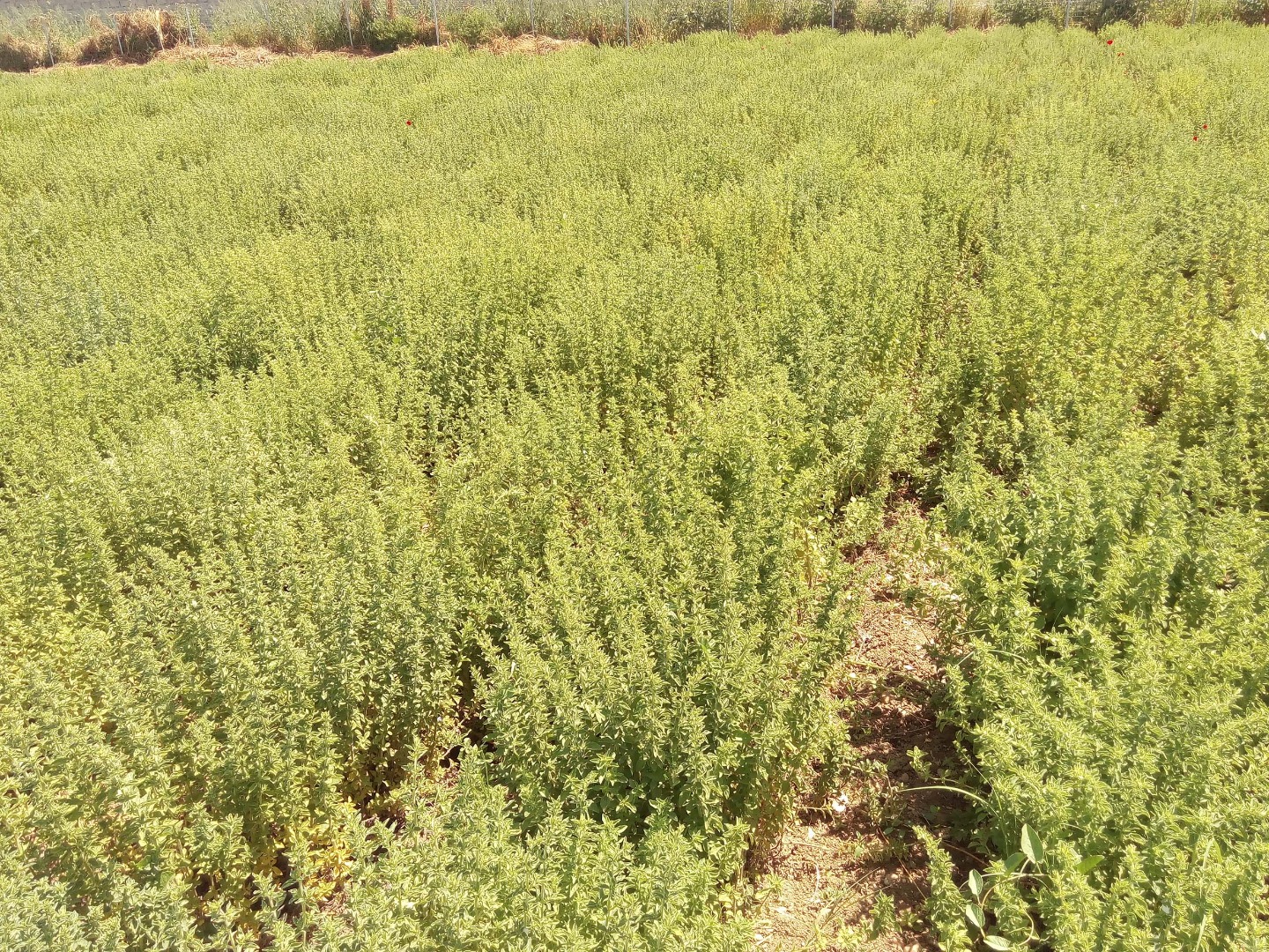 Podemos entregar el cultivo de orégano griego (Origanum Vulgare Hirtum) 2021 a partir de finales de junio de 2021