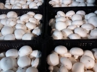 Venderé 2,5 kg, calibre 60-80 mm. Invitamos a mayoristas,