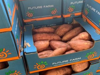 Batata egipcia disponible todo el año
