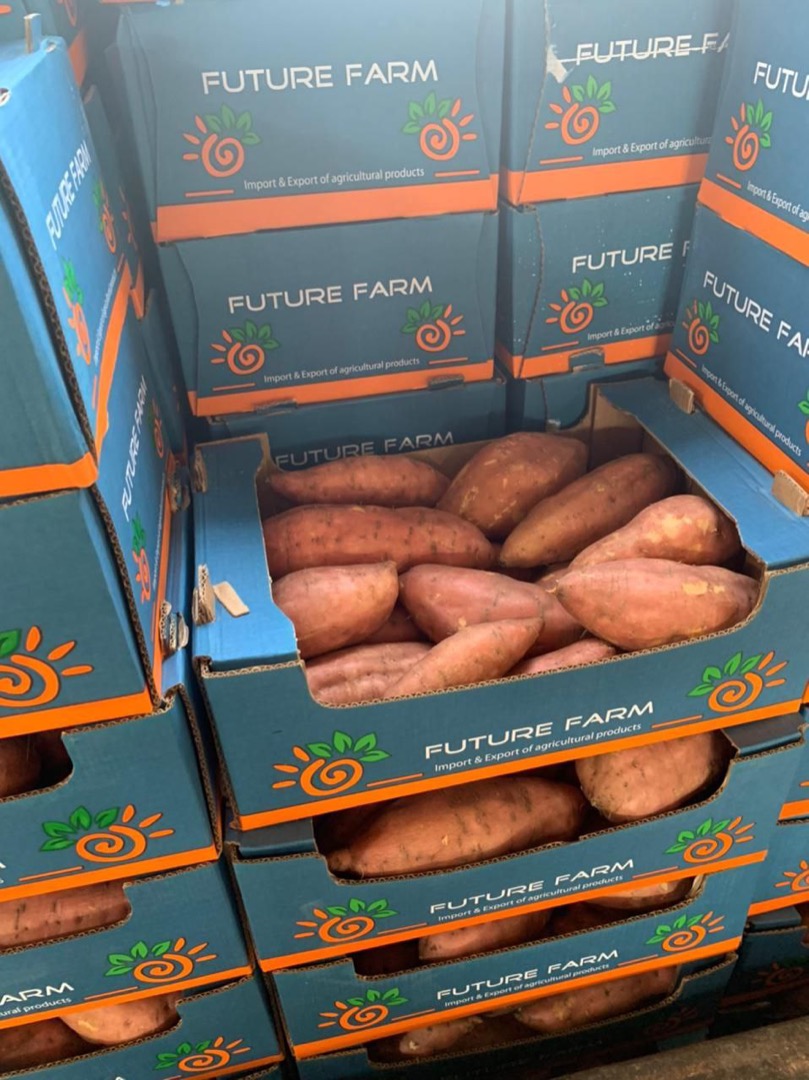 Batata egipcia disponible todo el año