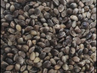 Semillas de cáñamo tostadas / Semillas de cáñamo tostadas:
