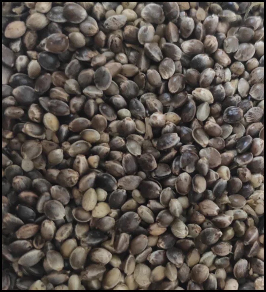 Semillas de cáñamo tostadas / Semillas de cáñamo tostadas: del productor (Cannabis Sativa L.) Como productor, ofrecemos semillas de cáñamo tostadas de alta