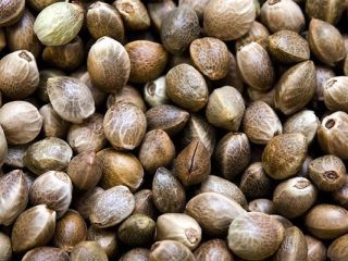 Semilla de cáñamo / Semillas de cáñamo del productor