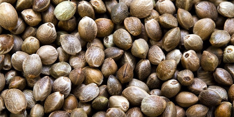 Semilla de cáñamo / Semillas de cáñamo del productor (Cannabis Sativa L.)