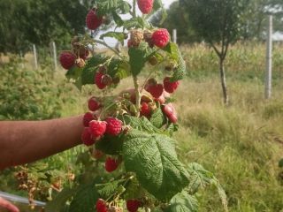 Frambuesas 100% naturales alimentadas únicamente con fertilizantes orgánicos. La