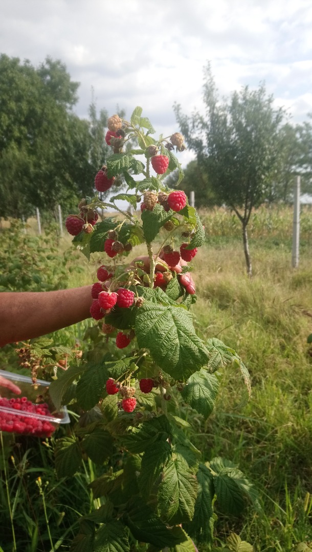 Frambuesas 100% naturales alimentadas únicamente con fertilizantes orgánicos