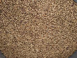 Venta de cilantro, cosecha 2020, producción Rusia Pureza 98-95%