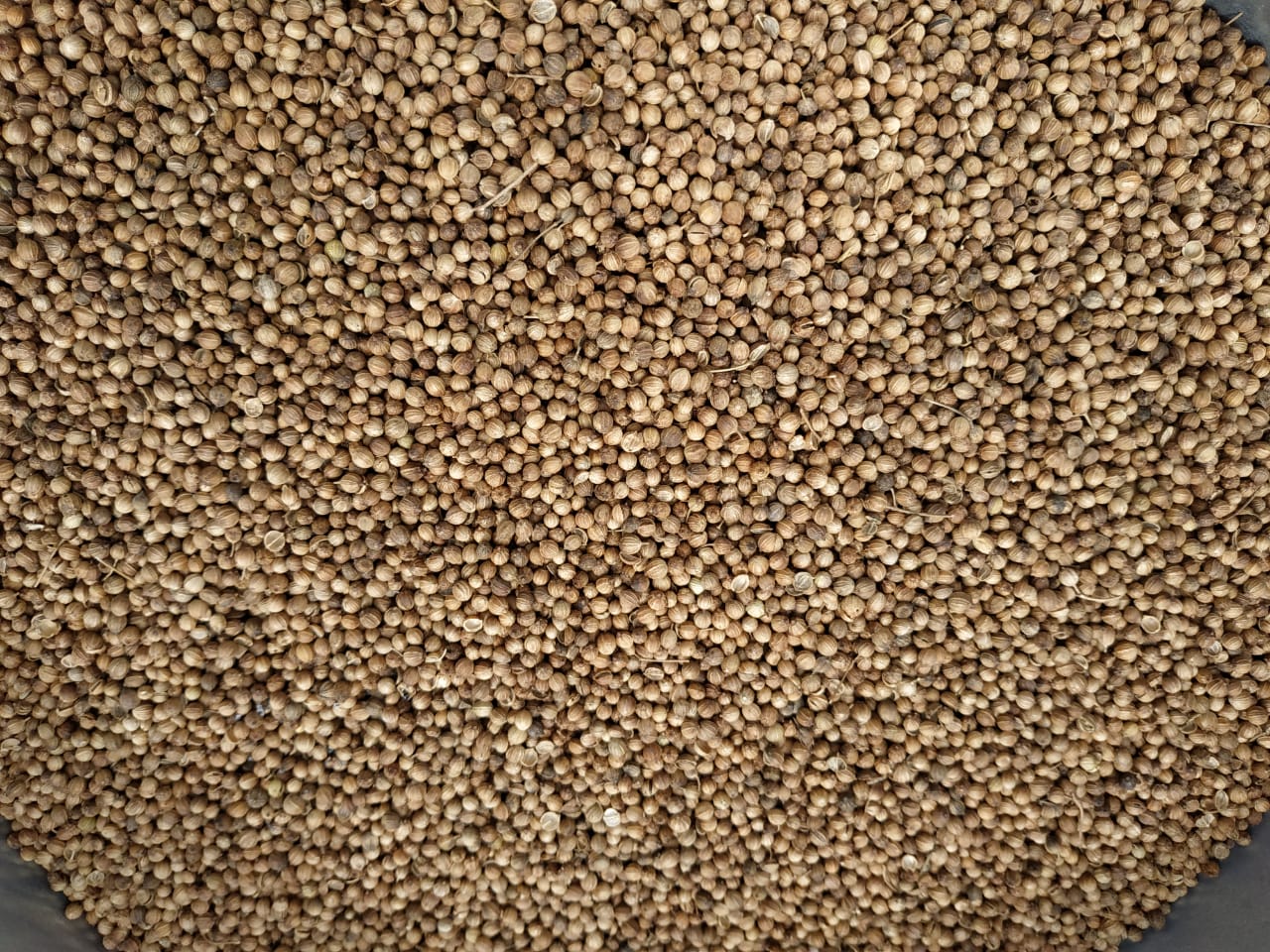 Venta de cilantro, cosecha 2020, producción Rusia Pureza 98-95% Humedad según GOST Mitad a 6-7%