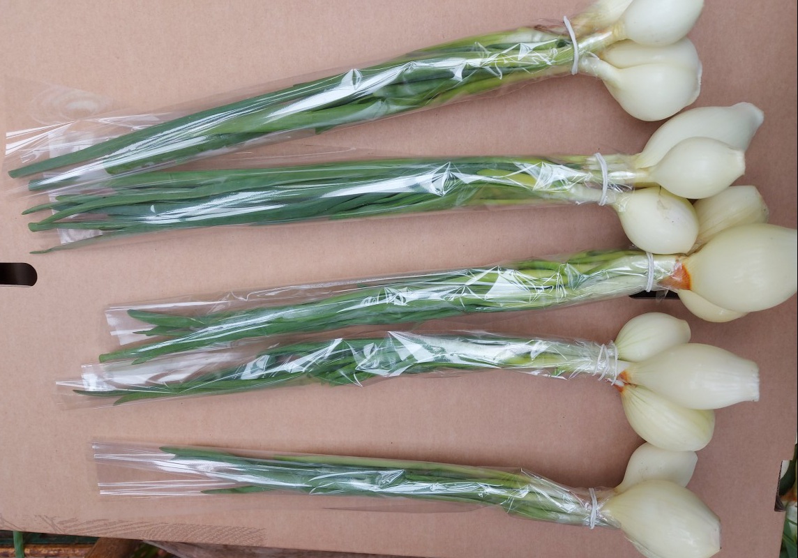 Venderé cebolletas con cebollino, grandes cantidades, buscando cooperación permanente
