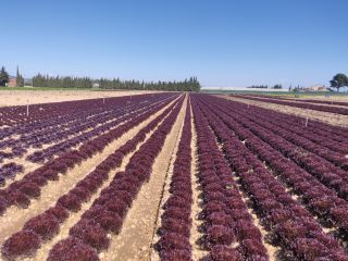 Diferentes tipos de lechuga roja, producidas con los más