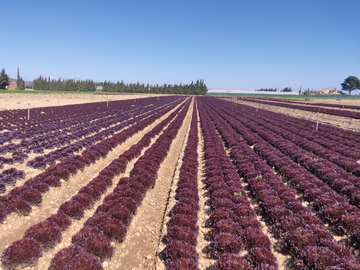 Diferentes tipos de lechuga roja, producidas con los más altos certificados de la UE