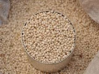 Somos exportadores y proveedores líderes de sorgo y sorgo