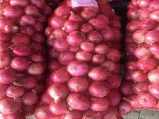 Cebolla fresca a la venta, son cebollas ecológicas certificadas