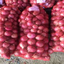 Cebolla fresca a la venta, son cebollas ecológicas certificadas bien cultivadas listas para la exportación