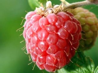 La granja orgánica que produce frutos rojos vende frambuesas,