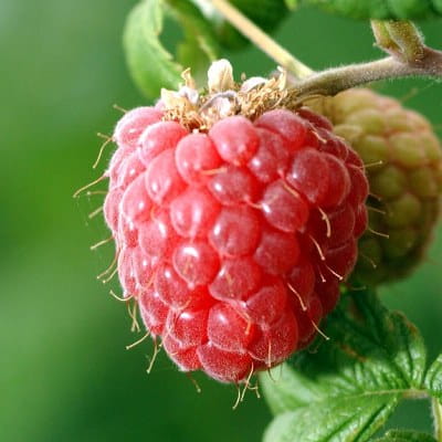 La granja orgánica que produce frutos rojos vende frambuesas, grosellas rojas y chokeberries negras