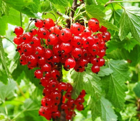 La granja orgánica familiar vende los siguientes productos: grosella roja, chokeberry negro y frambuesa