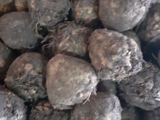 Vendo apio a partir de un kilo. Precio 0,50