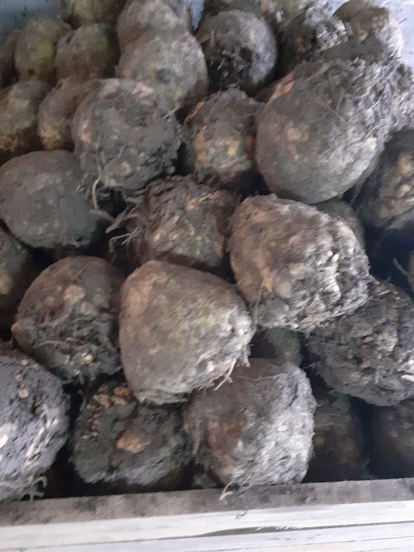 Vendo apio a partir de un kilo