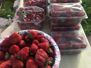 ¡Nuestra temporada de cosecha de fresas ha comenzado! con