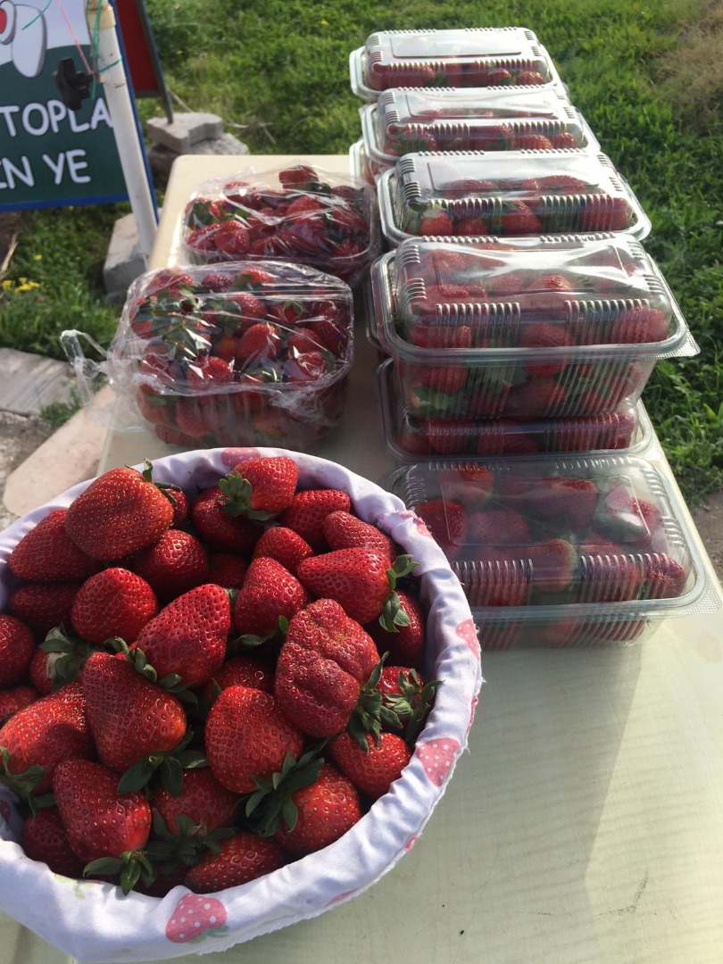 ¡Nuestra temporada de cosecha de fresas ha comenzado! con un campo de fresas de más de 650m² con un producto esperado de más de 2000 Toneladas! nos aseguramos