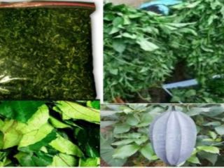 Calabaza seca estriada disponible para la venta