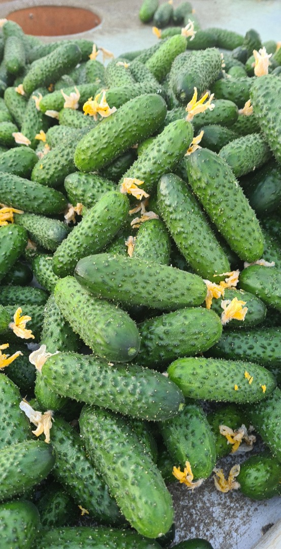 Pepino molido SV3506
