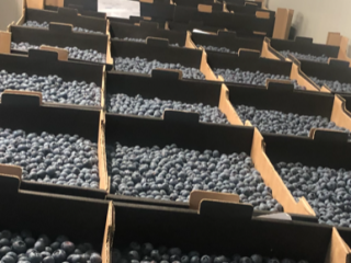 Hasta 300 toneladas de arándanos disponibles en el verano