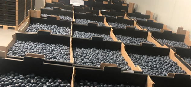 Hasta 300 toneladas de arándanos disponibles en el verano de 2021