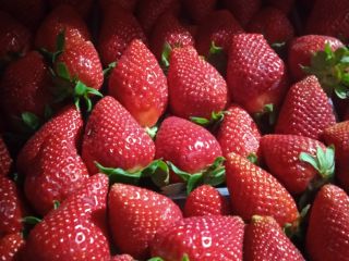 Fresas Victory, grandes, dulces, caja de 5 kg. Entregamos