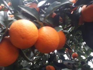 Naranjas de Valencia, frescas, recogidas de la huerta a