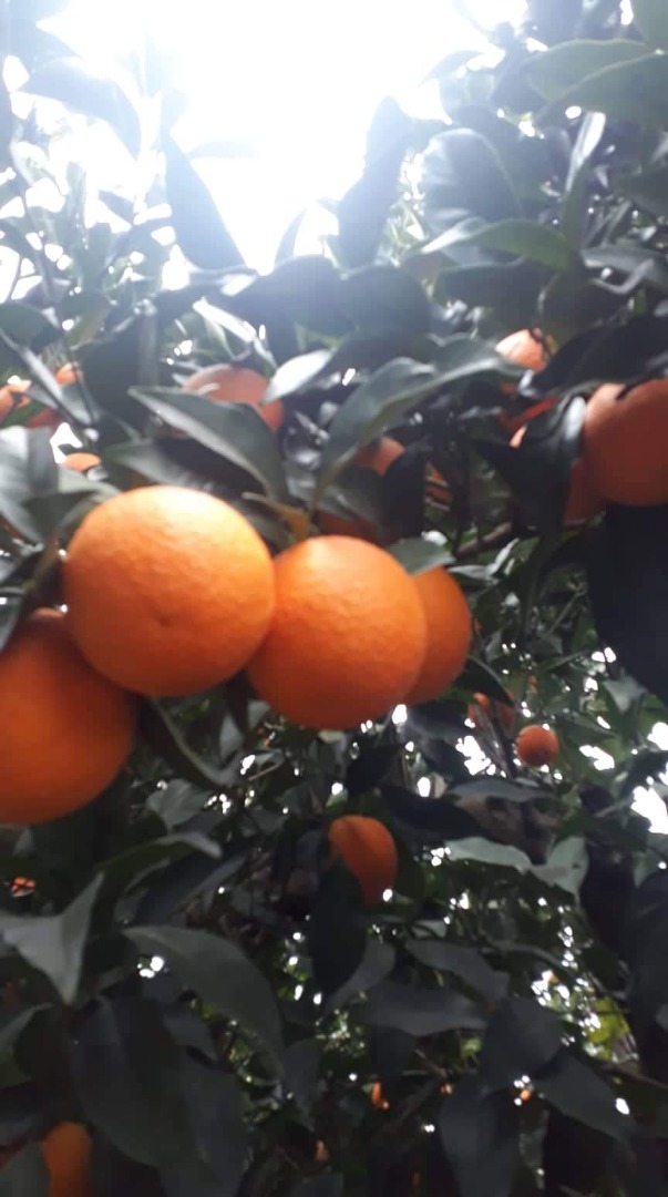 Naranjas de Valencia, frescas, recogidas de la huerta a pedido, recogida o entrega, caja de embalaje cartón, malla