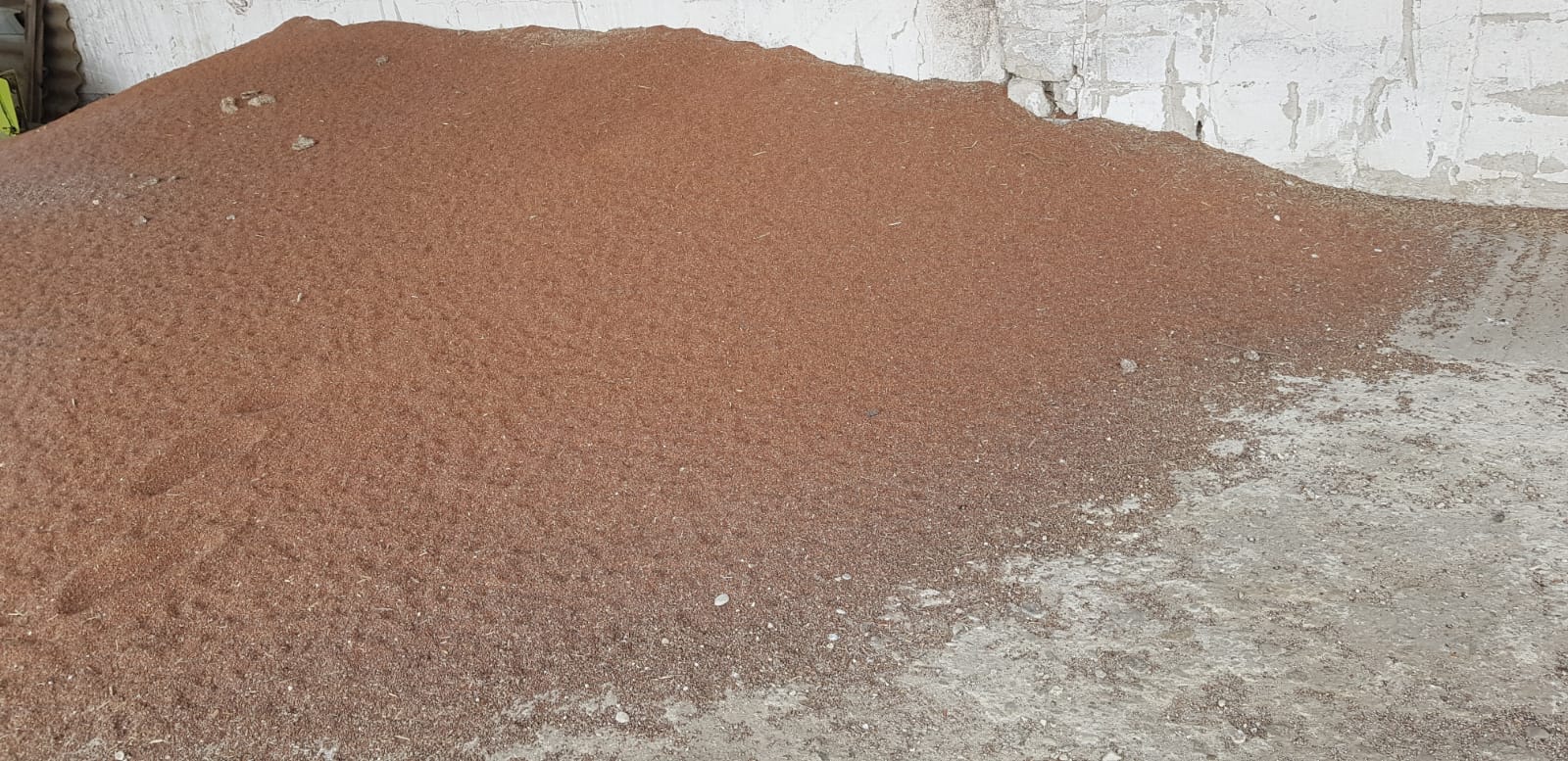 Vendo sorgo y cebada forrajera, ideal para alimentación animal