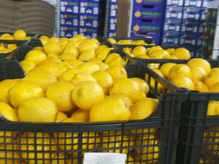 Limones frescos, Grecia, entregaremos o recogeremos. Viber, Vatsap