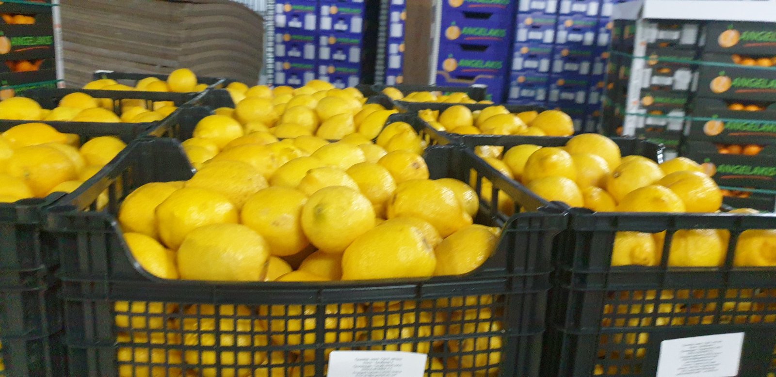 Limones frescos, Grecia, entregaremos o recogeremos