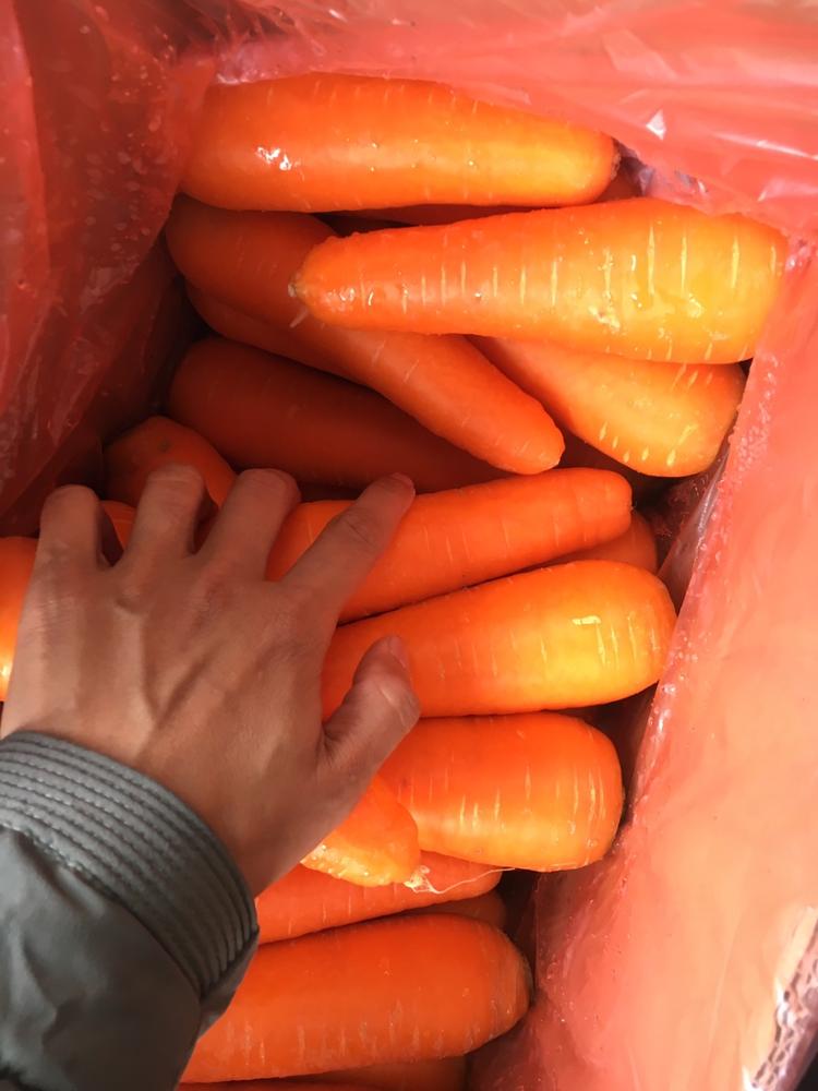VIETNAM FRESH ZANAHORIA podemos ofrecerle una gran cantidad en poco tiempo